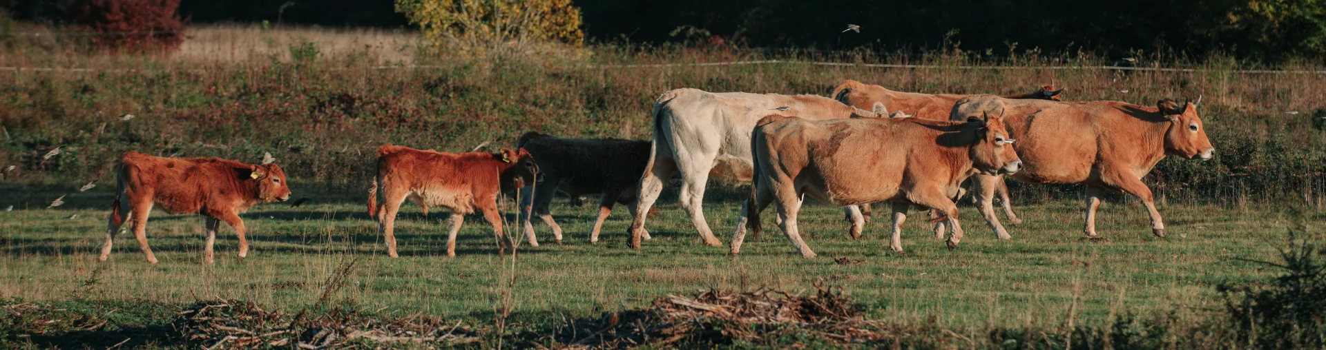 Natura Beef